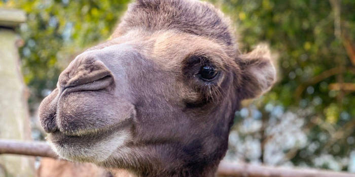 Atpūtas vietas "Buki" un Mini Zoo DĀVANU KARTE
