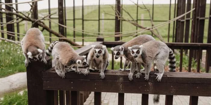 Siguldas ZOO - Viesnīcas Siguldā