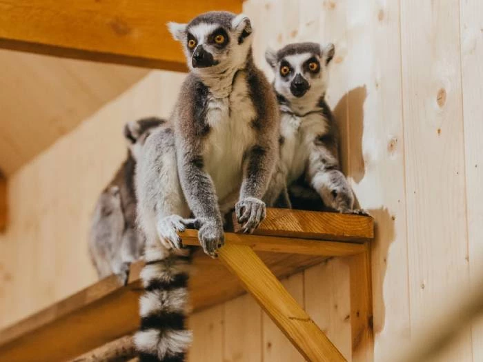 Siguldas ZOO - Viesnīcas Siguldā