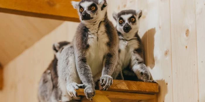 Sigulda ZOO - Viesnīcas Siguldā