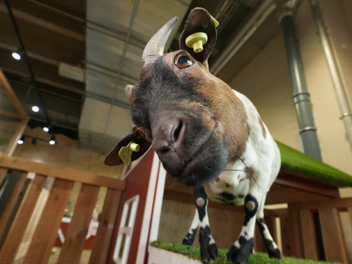 Kauņas Zooloģiskais parks - Viesnīcas Kauņā