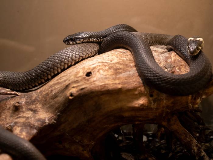 Rīgas Nacionālais zooloģiskais dārzs - Viesnīcas Rīgā